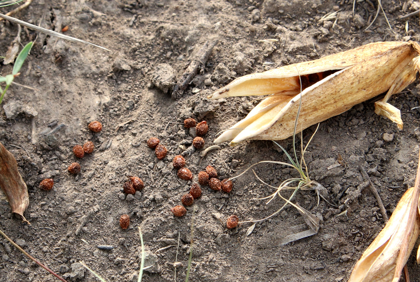 Изображение особи Iris aphylla.