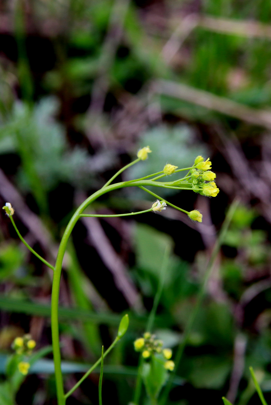 Изображение особи Draba nemorosa.