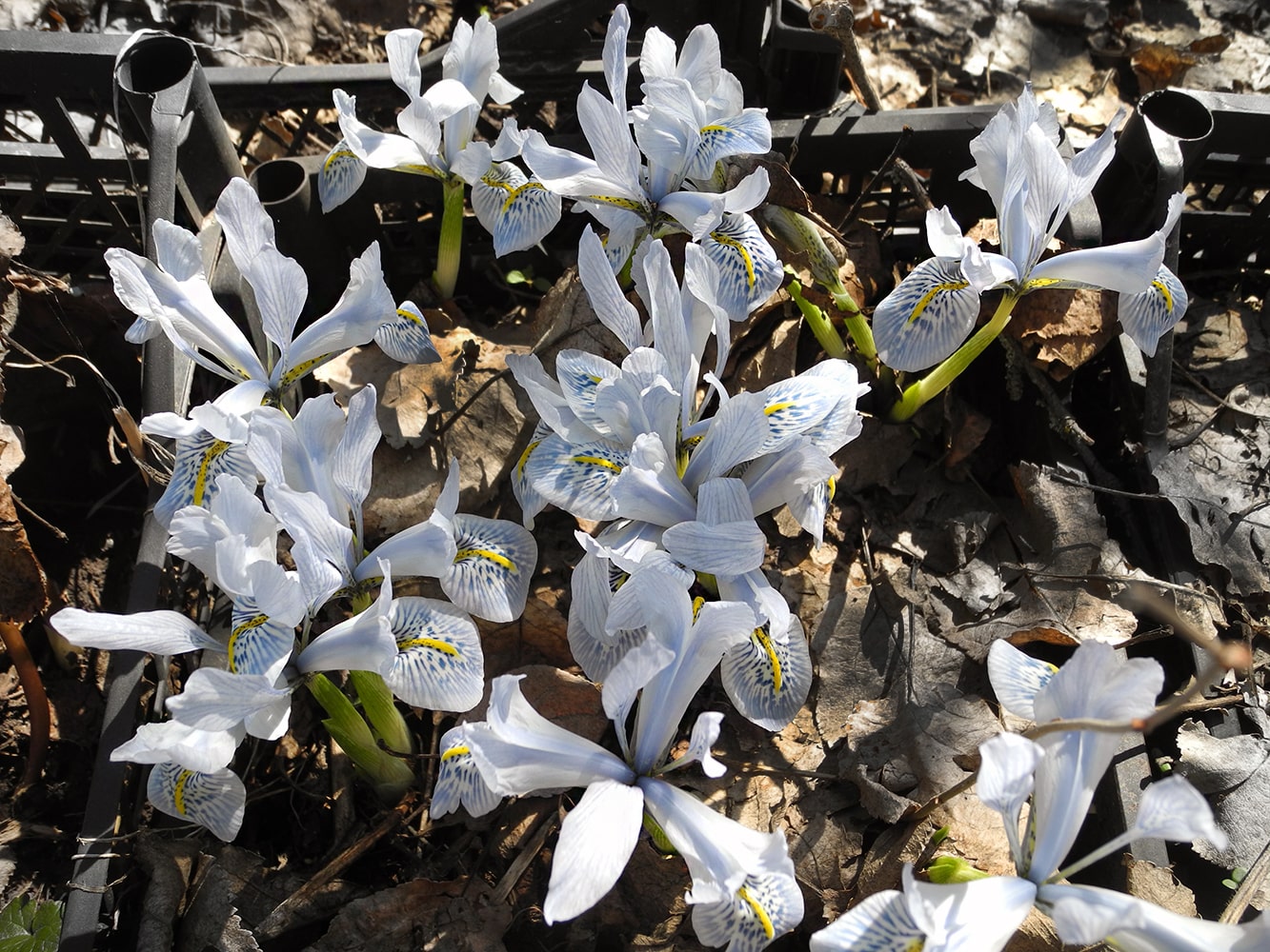 Image of Iridodictyum &times; catharinae specimen.