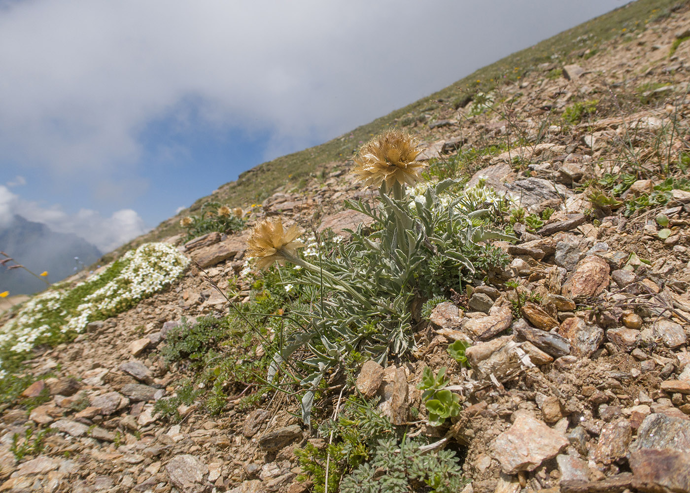 Изображение особи Psephellus caucasicus.