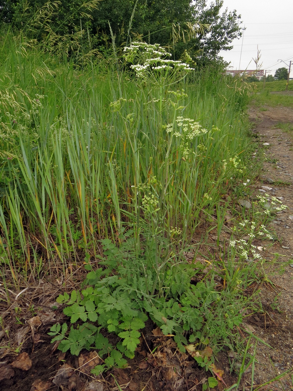 Изображение особи Pimpinella saxifraga.