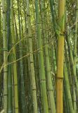 Phyllostachys sulphurea. Побеги. Абхазия, г. Сухум, Ботанический сад. 13.08.2024.