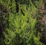 Erica arborea. Вегетирующее растение. Абхазия, Гудаутский р-н, окр. с. Лдзаа, широколиственный лес. 12.06.2025.