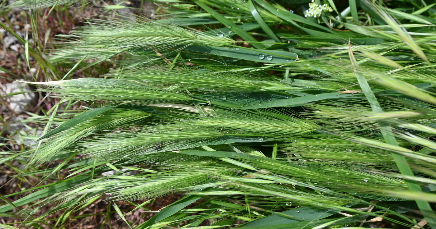 Image of Hordeum leporinum specimen.