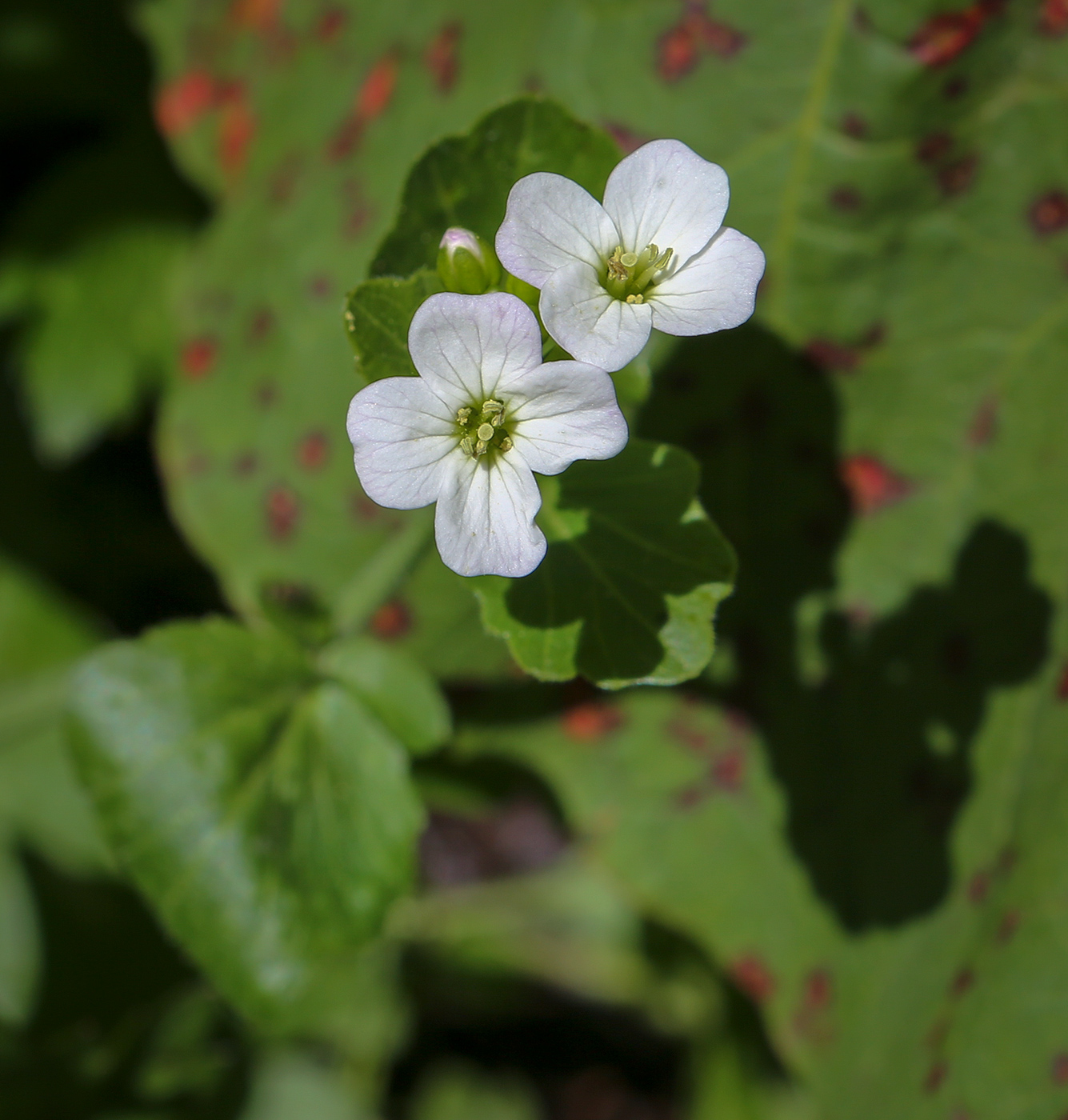 Image of genus Cardamine specimen.
