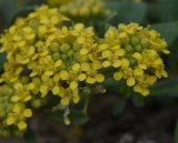 неопознанный вид. Соцветие. Турция, ил Карс, г. Карс, окр. крепости Керим-Паша. 27 мая 2025 г.