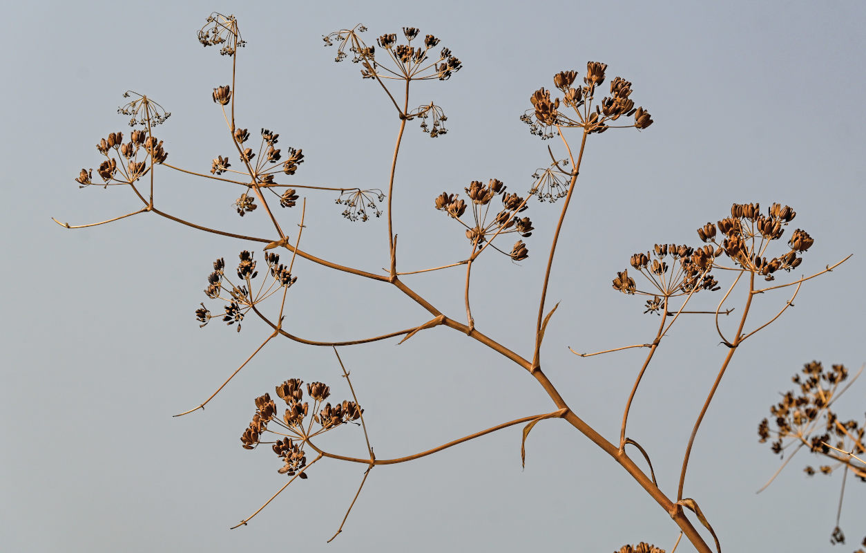 Изображение особи Ferula communis.