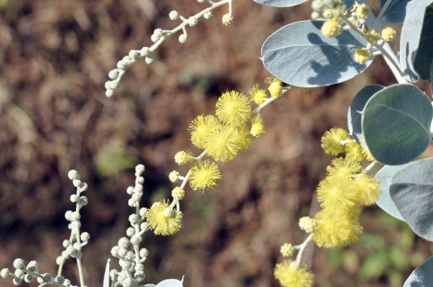 Image of Acacia podalyriifolia specimen.