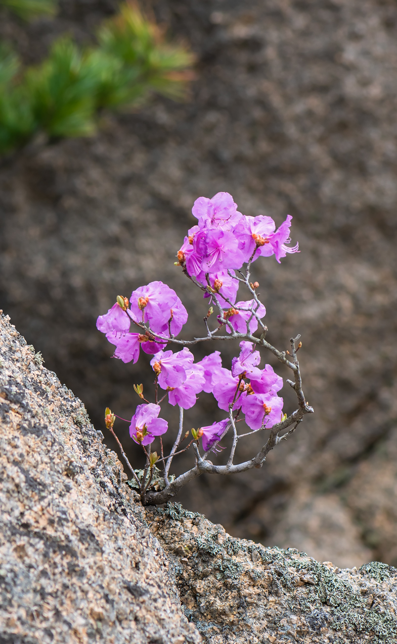 Image of Rhododendron mucronulatum specimen.