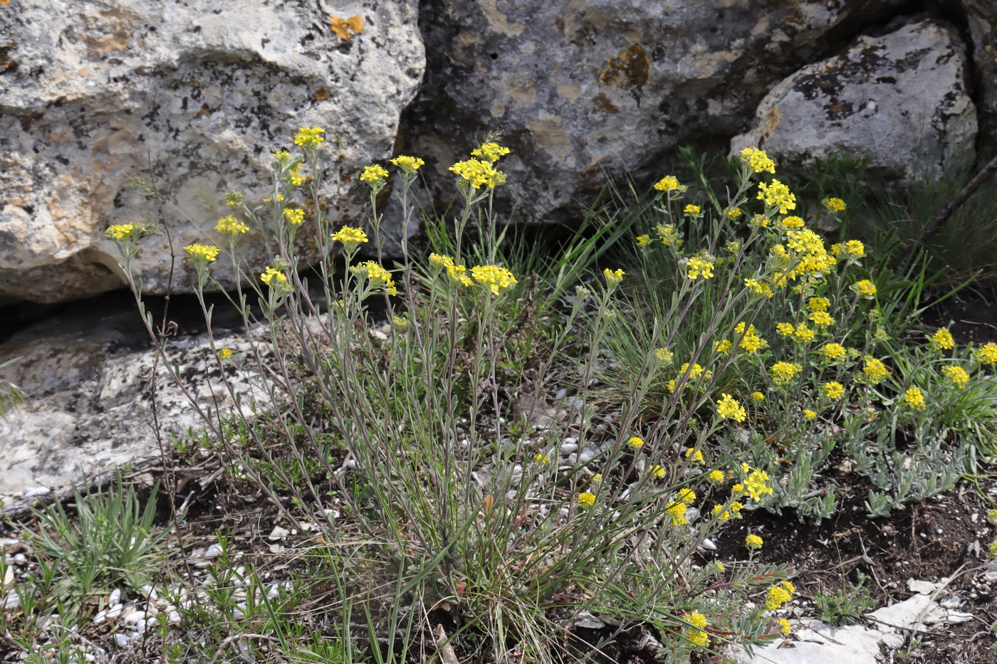 Изображение особи Odontarrhena muralis.