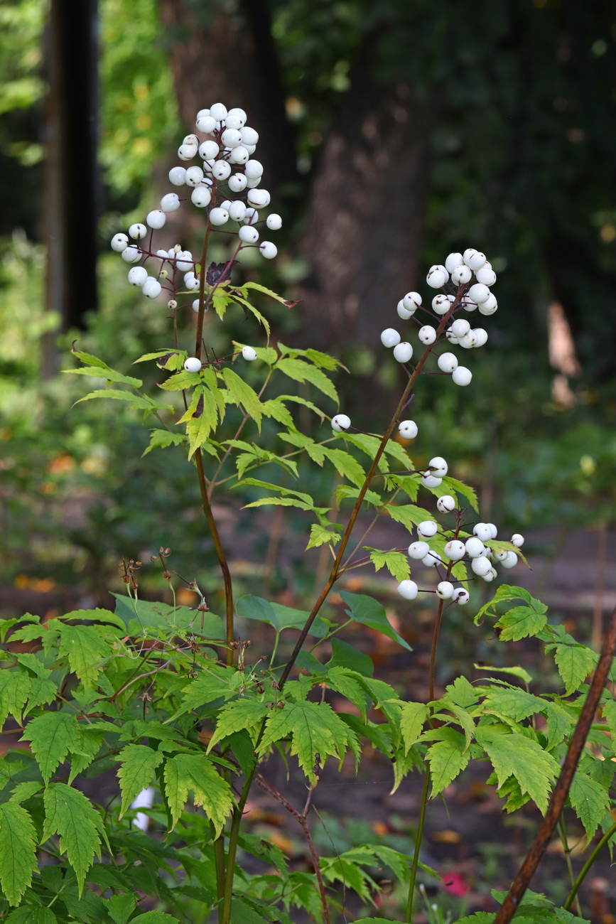 Изображение особи Actaea rubra f. neglecta.