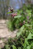 Lamium maculatum. Верхушка цветущего растения. Крым, Севастополь, окр. с. Терновка, Пятая балка, смешанный лиственный лес. 28.04.2026.