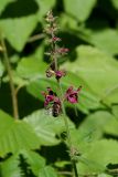 Stachys sylvatica