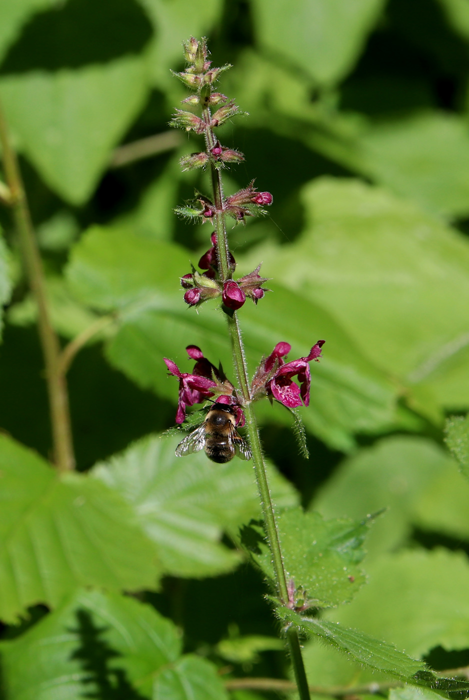 Image of Stachys sylvatica specimen.
