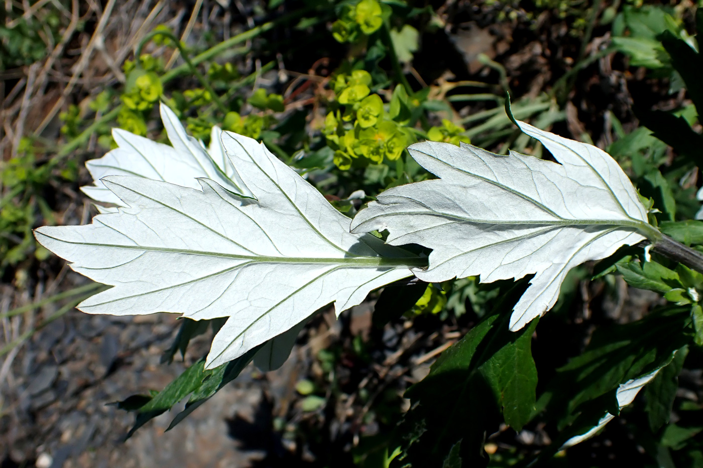 Изображение особи Artemisia stolonifera.