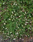 Erigeron karvinskianus. Цветущие растения в сообществе с Ficus pumila. Португалия, о-в Мадейра, г. Фуншал, в парке под деревьями. 09.06.2026.