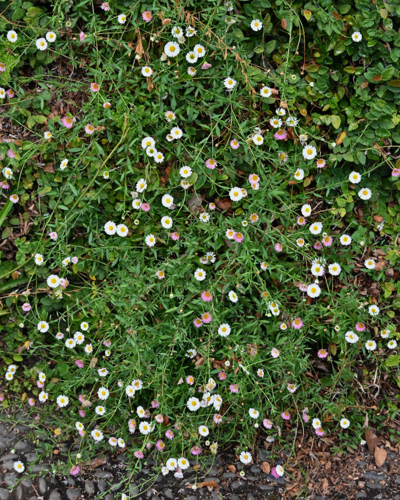 Image of Erigeron karvinskianus specimen.