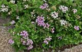 Pentas lanceolata. Цветущие растения. Португалия, о-в Мадейра, г. Фуншал, в культуре. 09.06.2026.