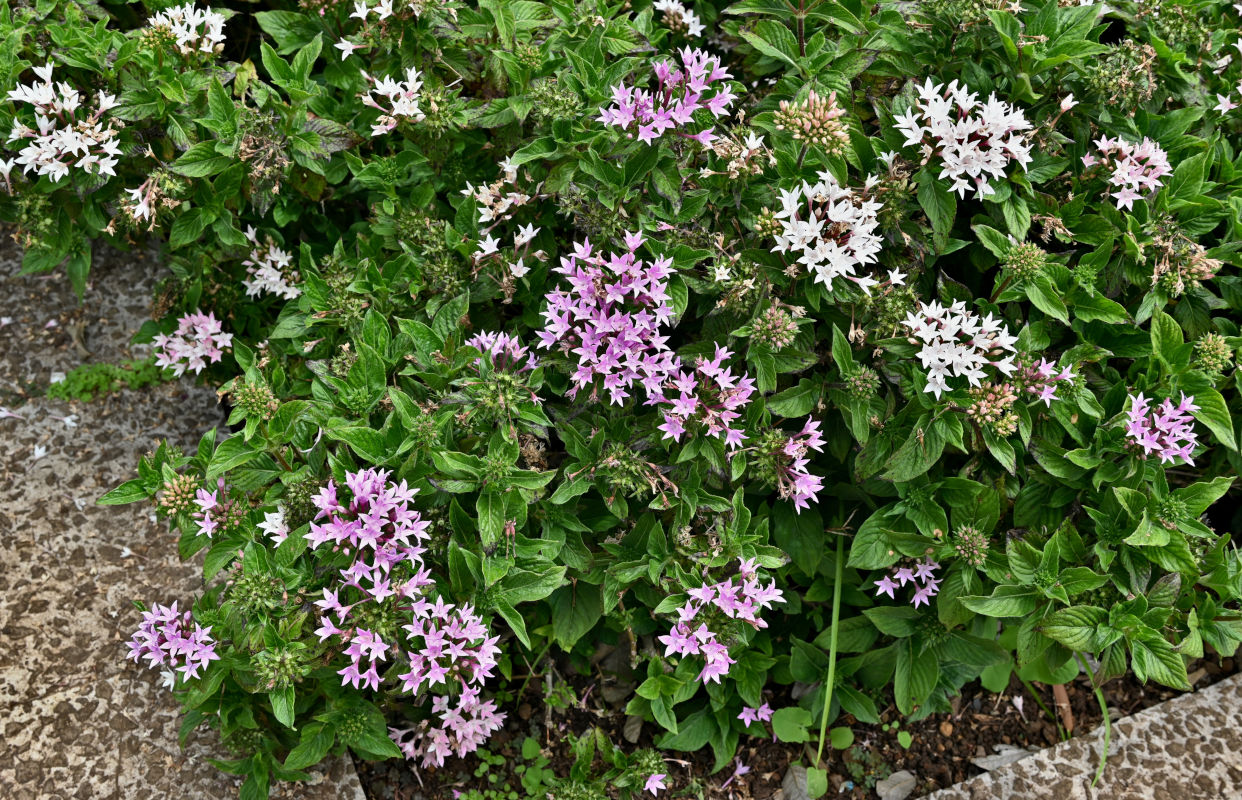 Image of Pentas lanceolata specimen.