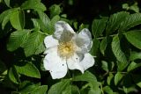 Rosa rugosa. Цветок (белая форма) с погрызенными лепестками и листья. Ленинградская обл., Ломоносовский р-н, окр. Шепелёвского маяка; п-ов Каравалдай, южная оконечность, берег Финского залива, гребень песчаного берегового вала. 20.06.2026.