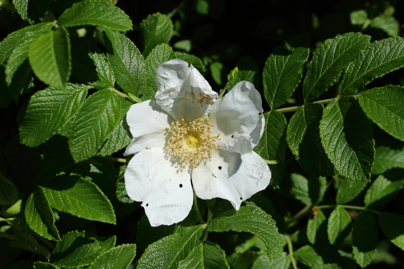 Изображение особи Rosa rugosa.