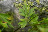 genus Ranunculus. Листья в нижней части побега. Кабардино-Балкария, Чегемский р-н, дол. р. Болдошке, окр. т/б \"Башиль\", ≈ 2400 м н.у.м., альпийский лишайниковый луг. 05.08.2026.