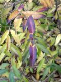 Ligustrum vulgare. Листья в осенней окраске. Республика Молдова, муниципалитет Кишинёв, г. Кодру, у окраины грунтовой дороги. 16 ноября 2025 г.