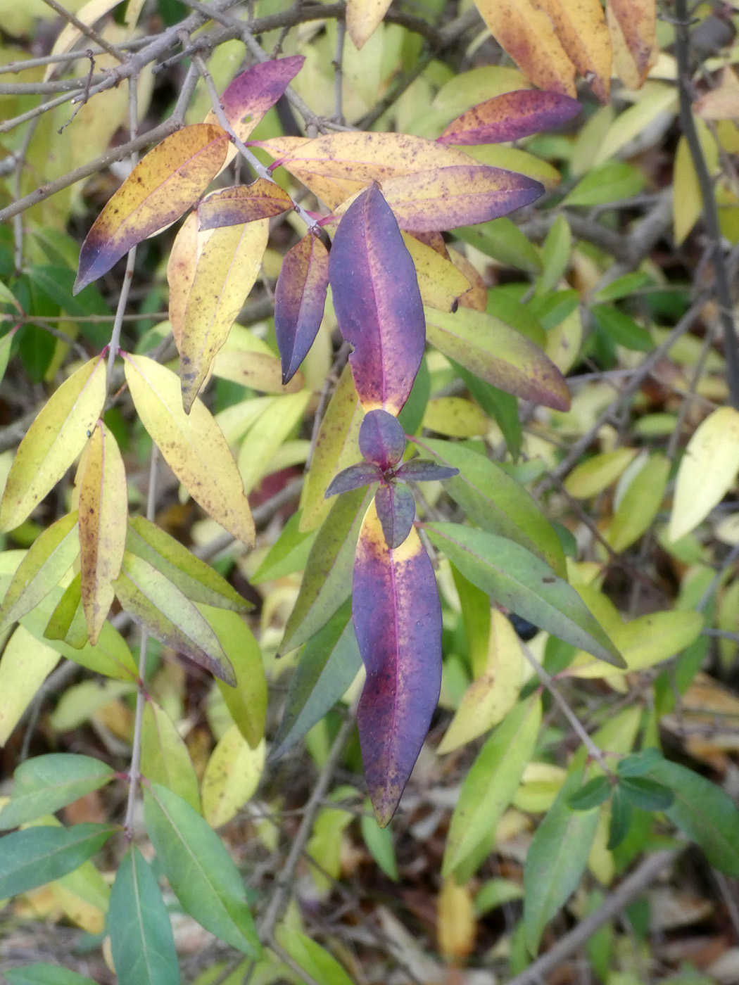 Image of Ligustrum vulgare specimen.