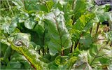 Beta vulgaris. Листья. Московская обл., Раменский р-н, окр. дер. Хрипань, садовый участок. 15.07.2026.