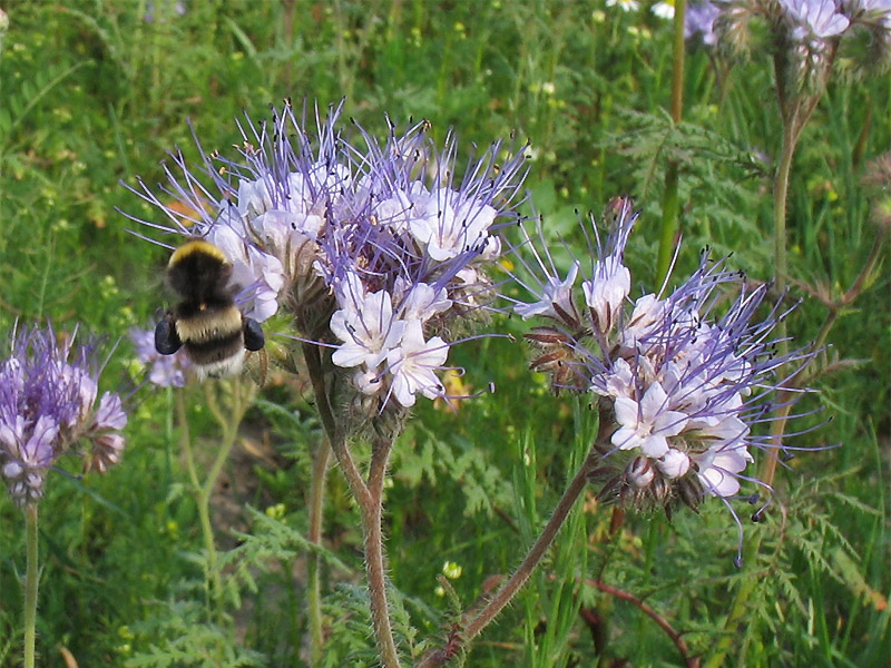 Image of Phacelia tanacetifolia specimen.