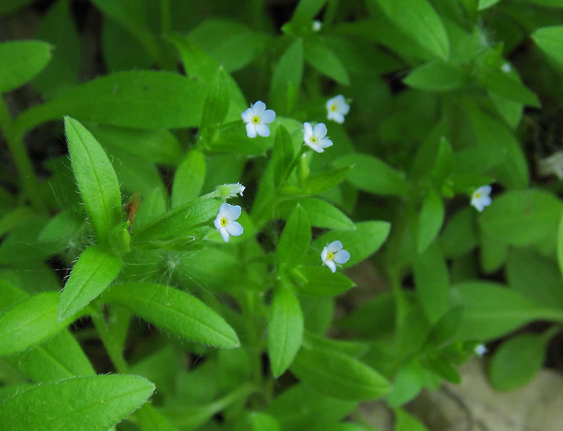 Image of Myosotis sparsiflora specimen.