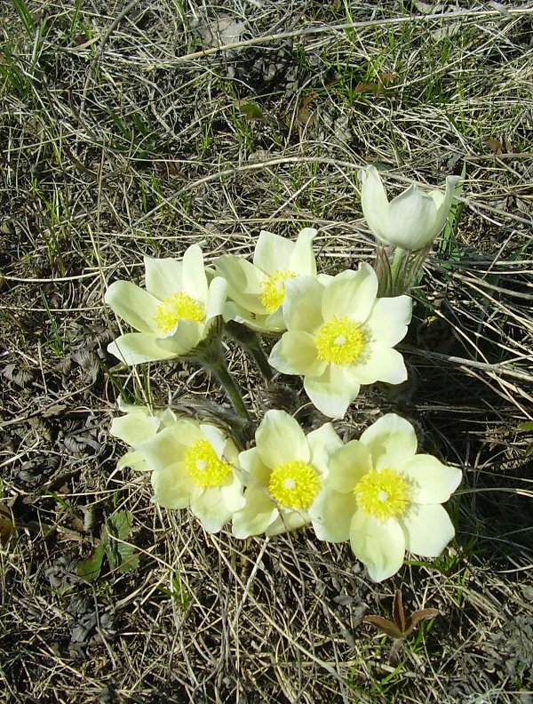 Image of Pulsatilla orientali-sibirica specimen.