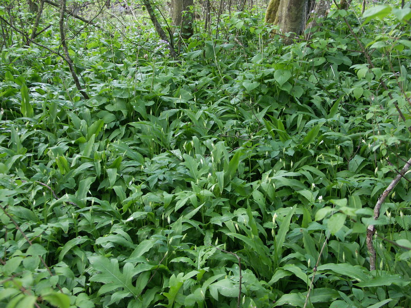 Image of Allium ursinum specimen.