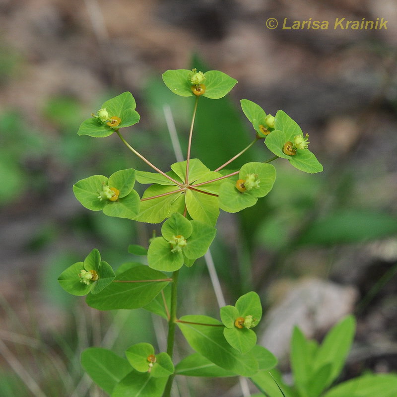 Изображение особи Euphorbia lucorum.