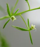 Thesium ramosum