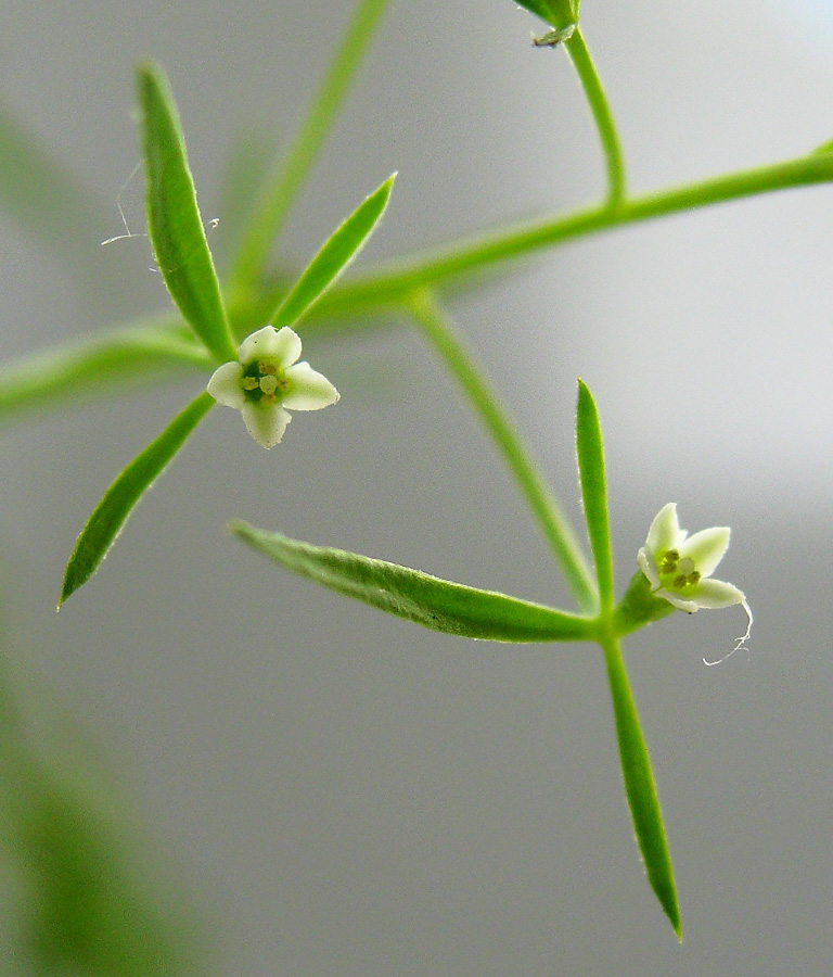 Image of Thesium ramosum specimen.