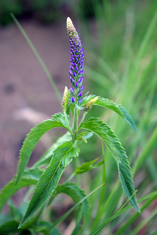 Image of Veronica longifolia specimen.