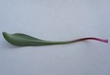 Goniolimon elatum