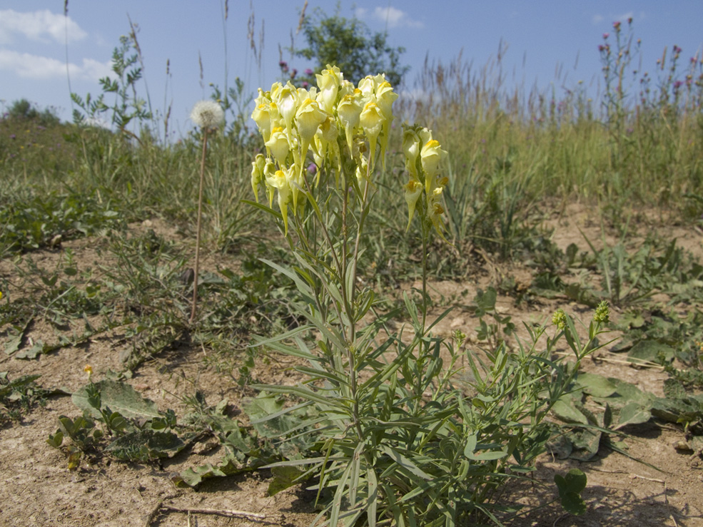 Изображение особи Linaria vulgaris.