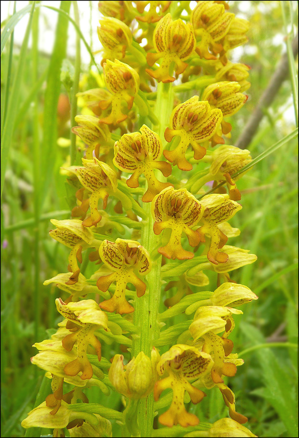 Image of Orchis punctulata specimen.