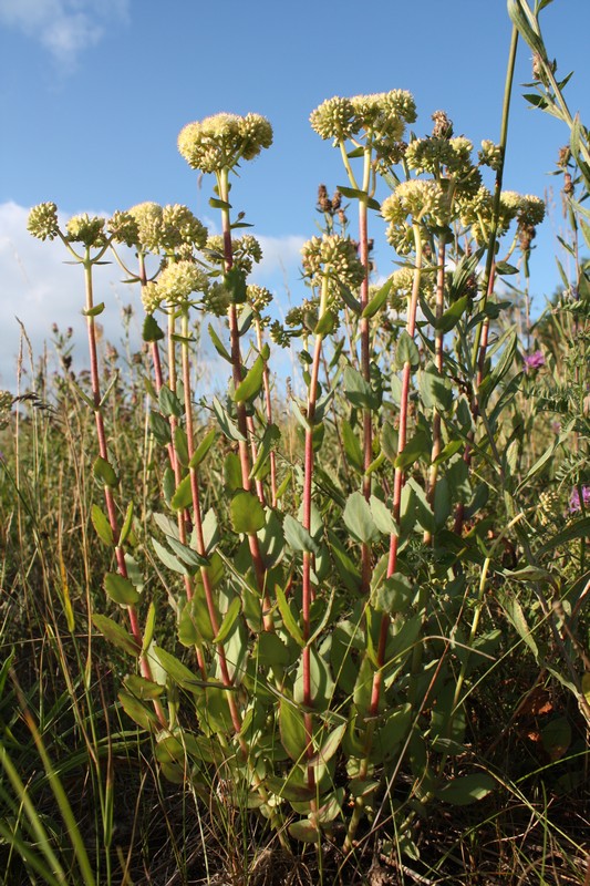 Изображение особи Hylotelephium ruprechtii.