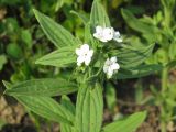 Lithospermum erythrorhizon. Верхушка побега с цветками. Приморский край, окр. г. Находки, вблизи бухты Прозрачная, на склоне горы Увальной. 18.06.2011.