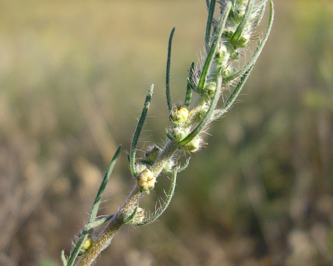 Изображение особи Bassia laniflora.