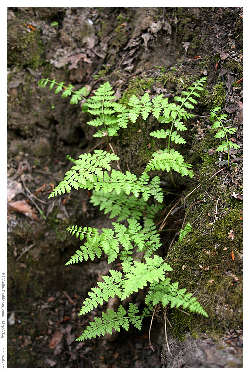 Изображение особи Cystopteris fragilis.