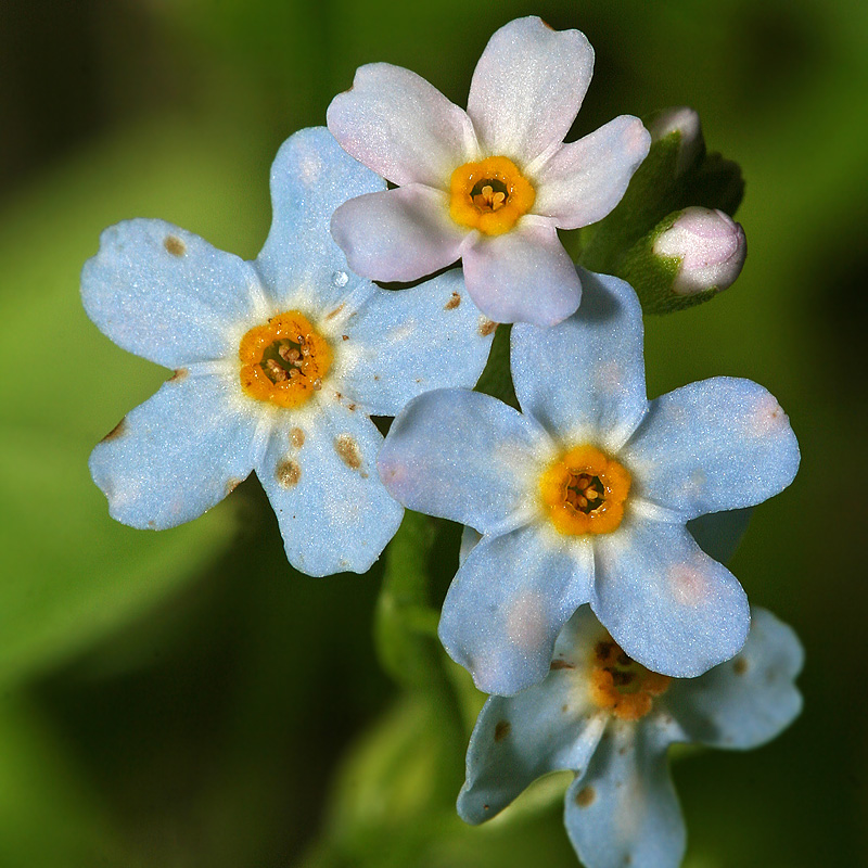 Изображение особи Myosotis palustris.