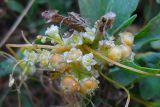 Cuscuta campestris
