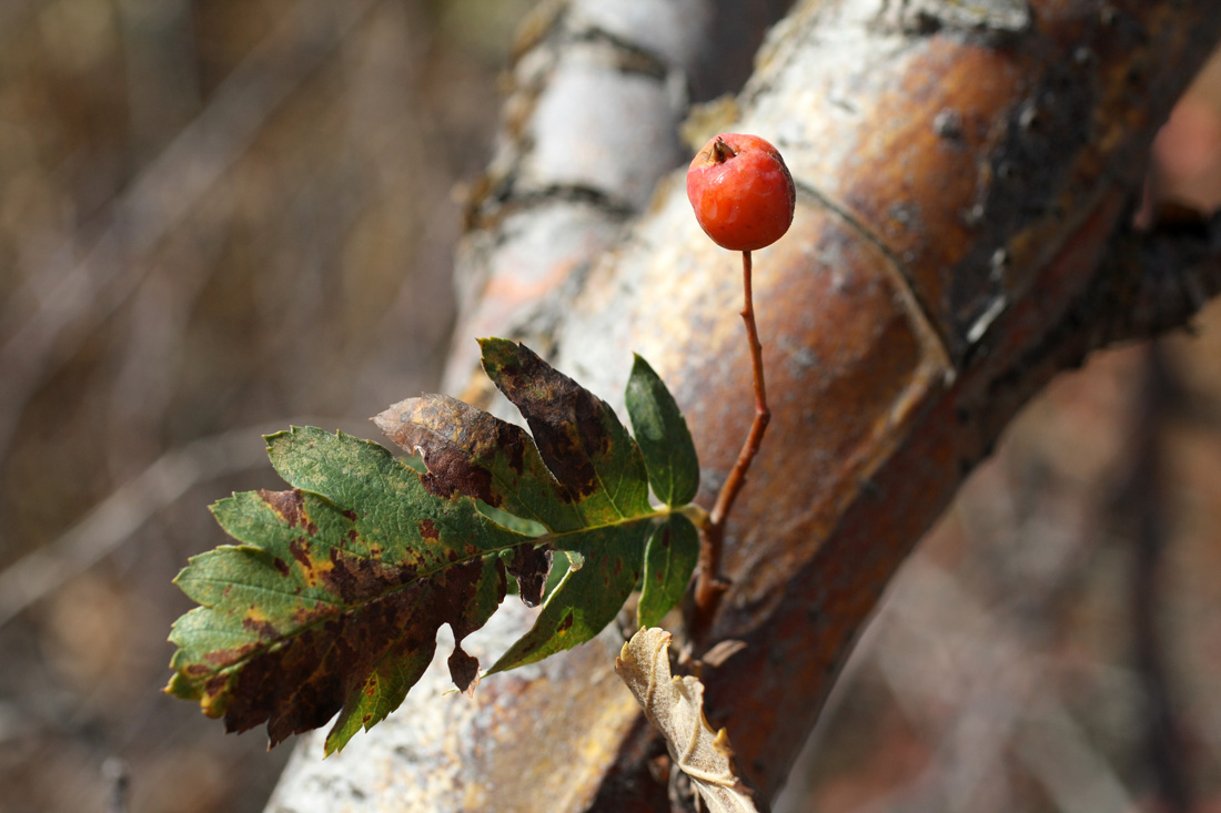 Изображение особи Sorbus turkestanica.