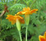 Tagetes tenuifolia. Соцветия. Санкт-Петербург, клумба. 16 сентября 2010 г.