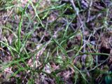 Vaccinium myrtillus
