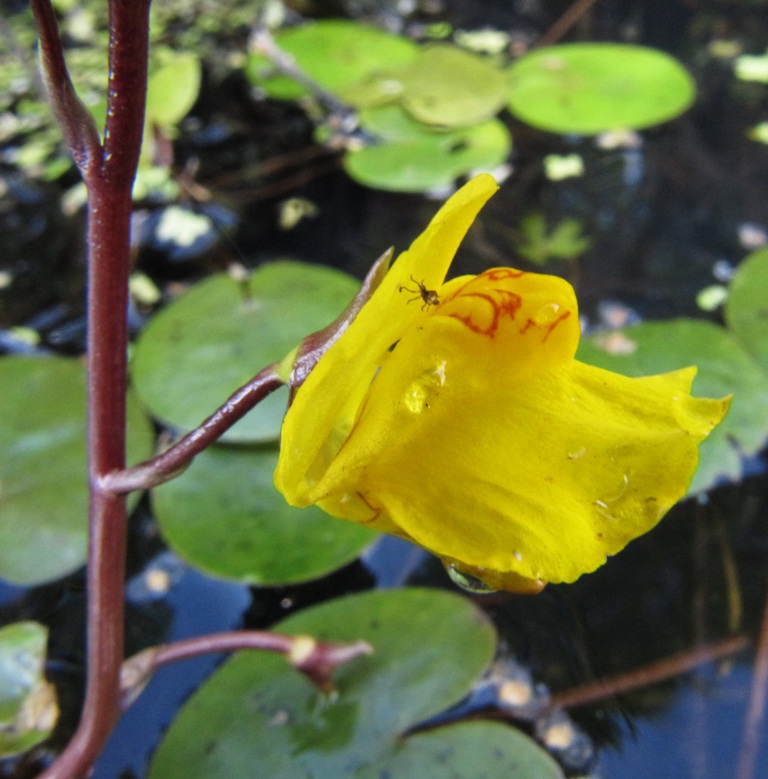 Image of Utricularia vulgaris specimen.